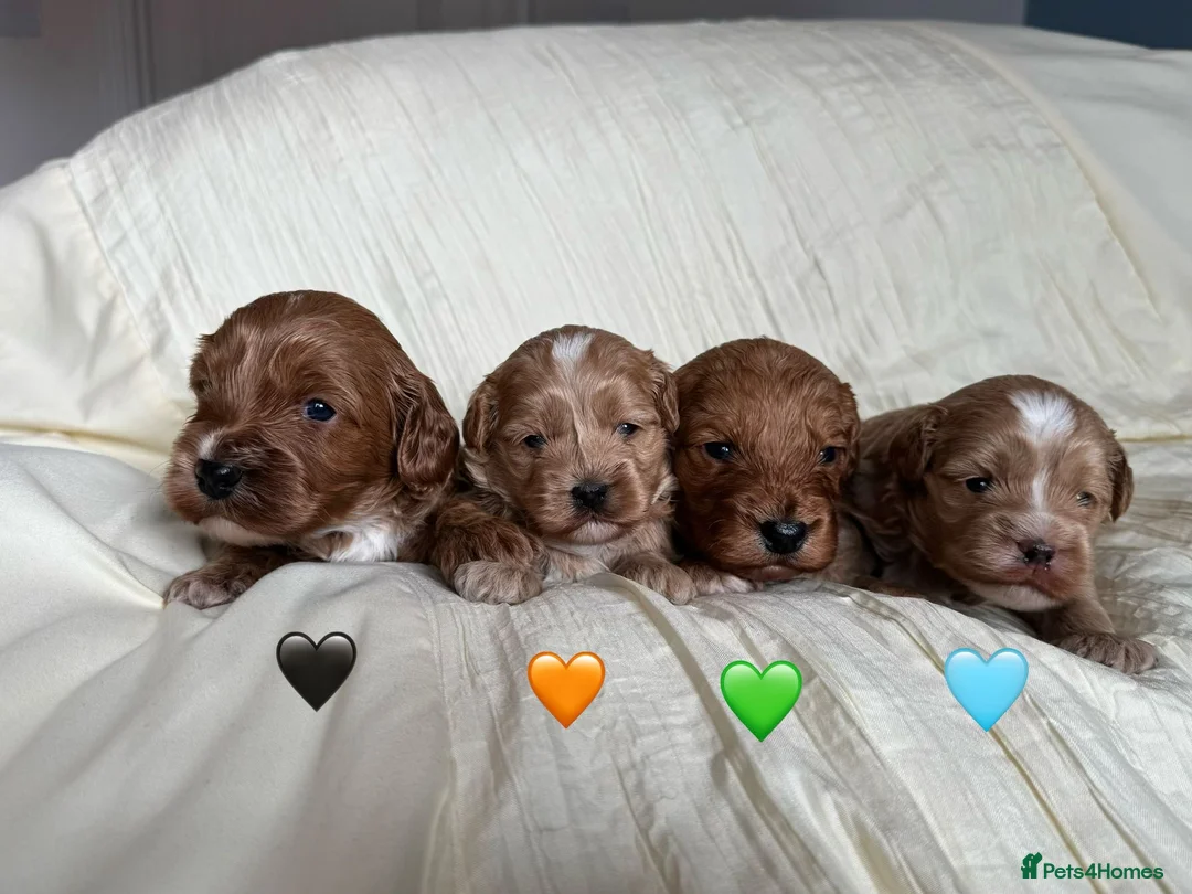 Cavapoo dogs for sale: Stunning F2 Cavapoo puppies 🩵🧡💚🖤 - Advert 2