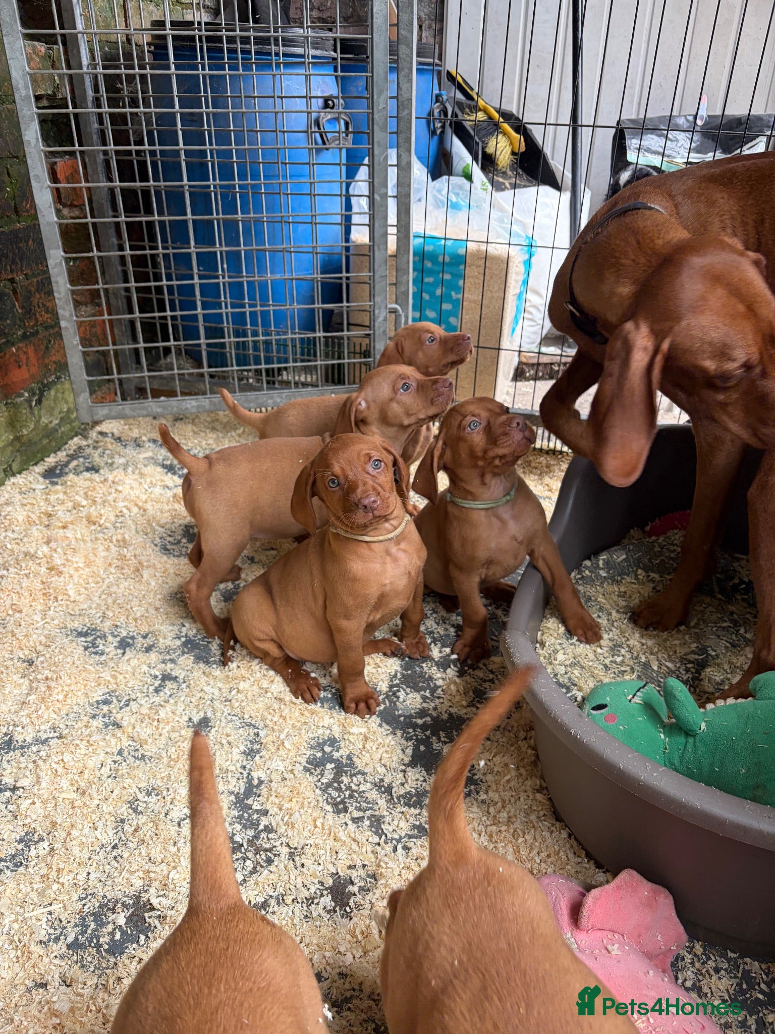 Hungarian Vizsla dogs Smooth haired Hungarian vizsla puppies  - Advert 1