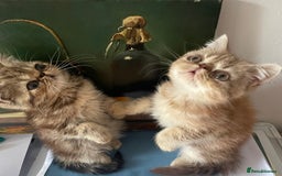 Persian cats for sale: Two beautiful persian 9 weeks old  - Image 1