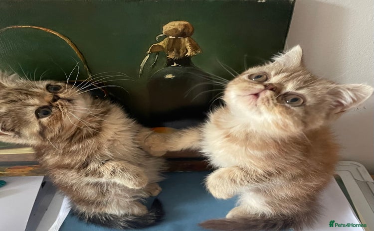 Persian cats - Advert 3