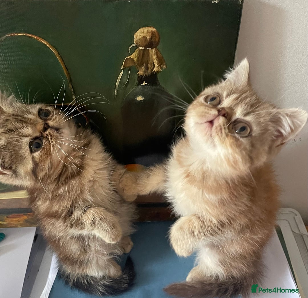 Persian cats for sale: Two beautiful persian 9 weeks old  - Image 1