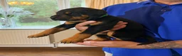 Dobermann dogs for sale: Dobermann puppies available - loving homes wanted  - Advert 9