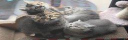British Shorthair cats for sale: British shorthair kittens ❤️ - Advert 15