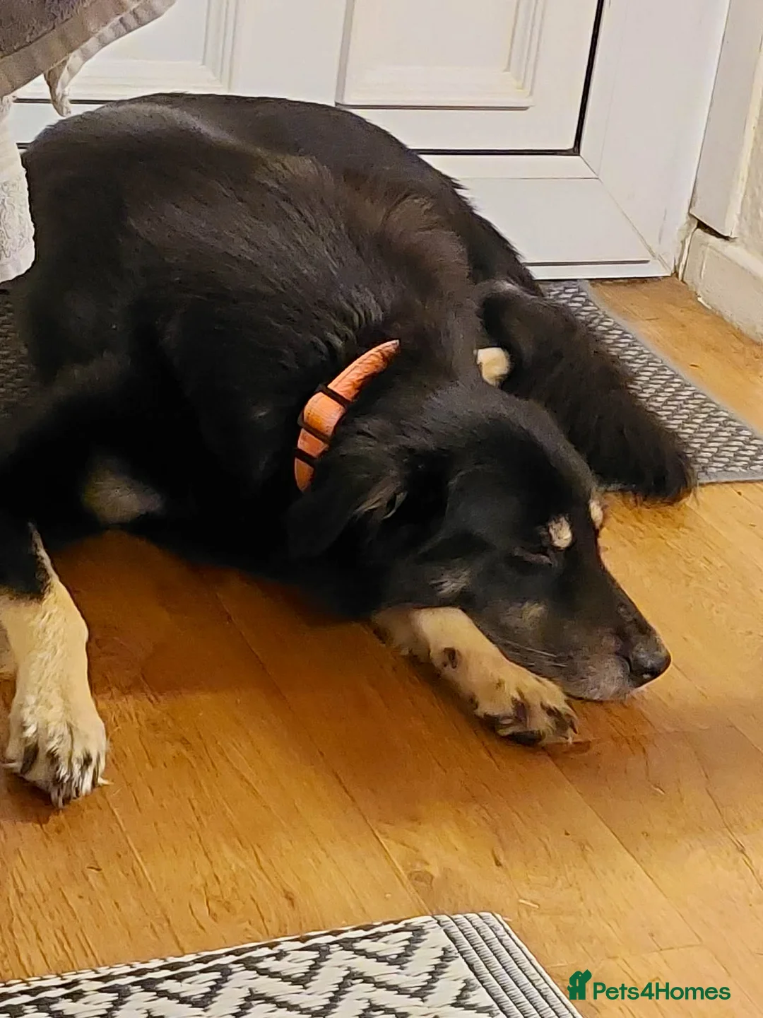 Mixed Breed dogs for sale: Looking for a loving home and new start  in Markfield - Advert 3