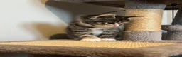 Mixed Breed cats for sale: Gorgeous half Siberian kittens - Advert 33