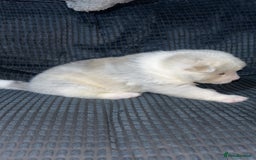 Akita dogs for sale: American Akita puppy’s  - Image 3