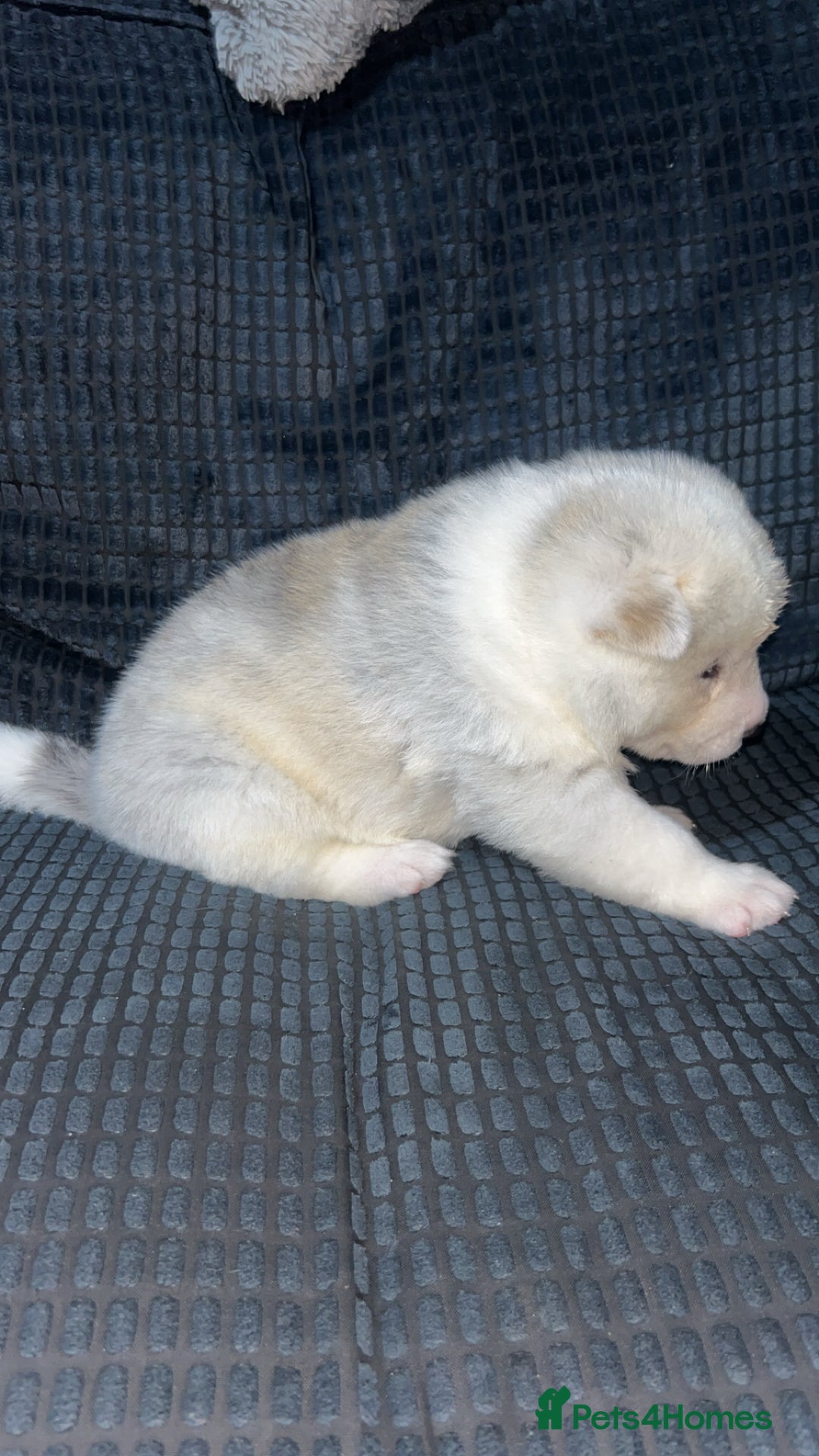 Akita dogs for sale: American Akita puppy’s  - Image 3