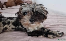 Mixed Breed dogs for sale: Mikipoos  - Image 17