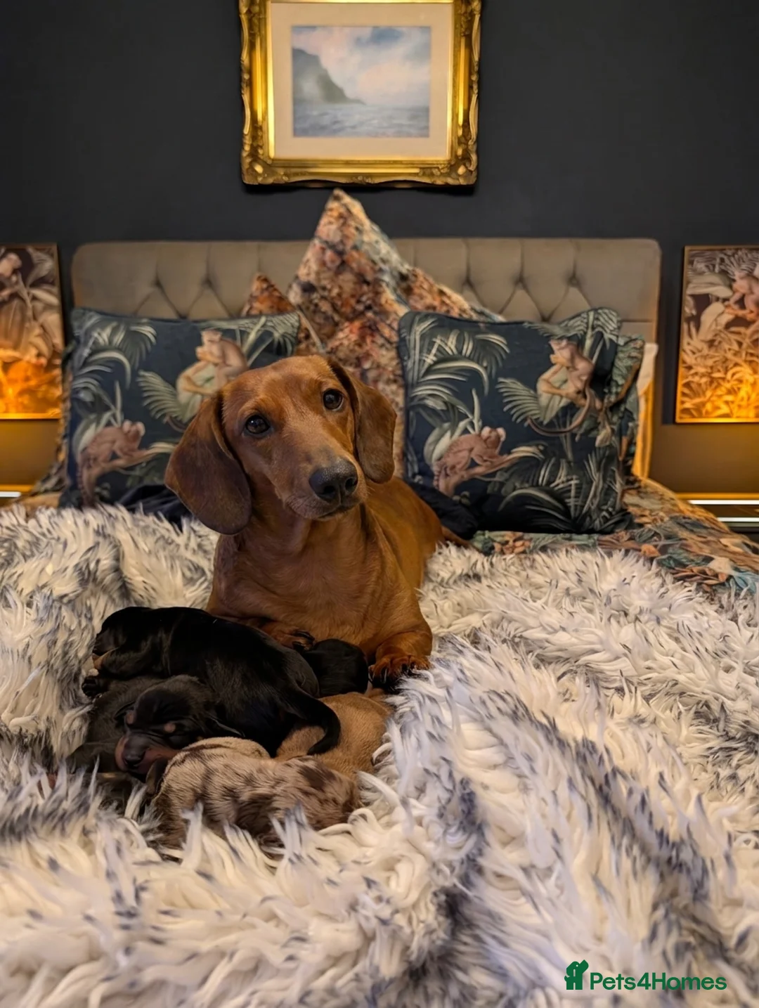 Dachshund dogs for sale: Standard Dachshund Puppies  - Advert 1