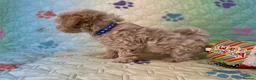 Maltipoo dogs for sale: Beautiful Maltipoo little boy - Advert 8