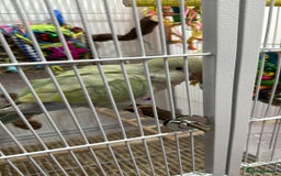 Parrots birds for sale: Hand reared talking and tame Quaker parrot  - Image 3