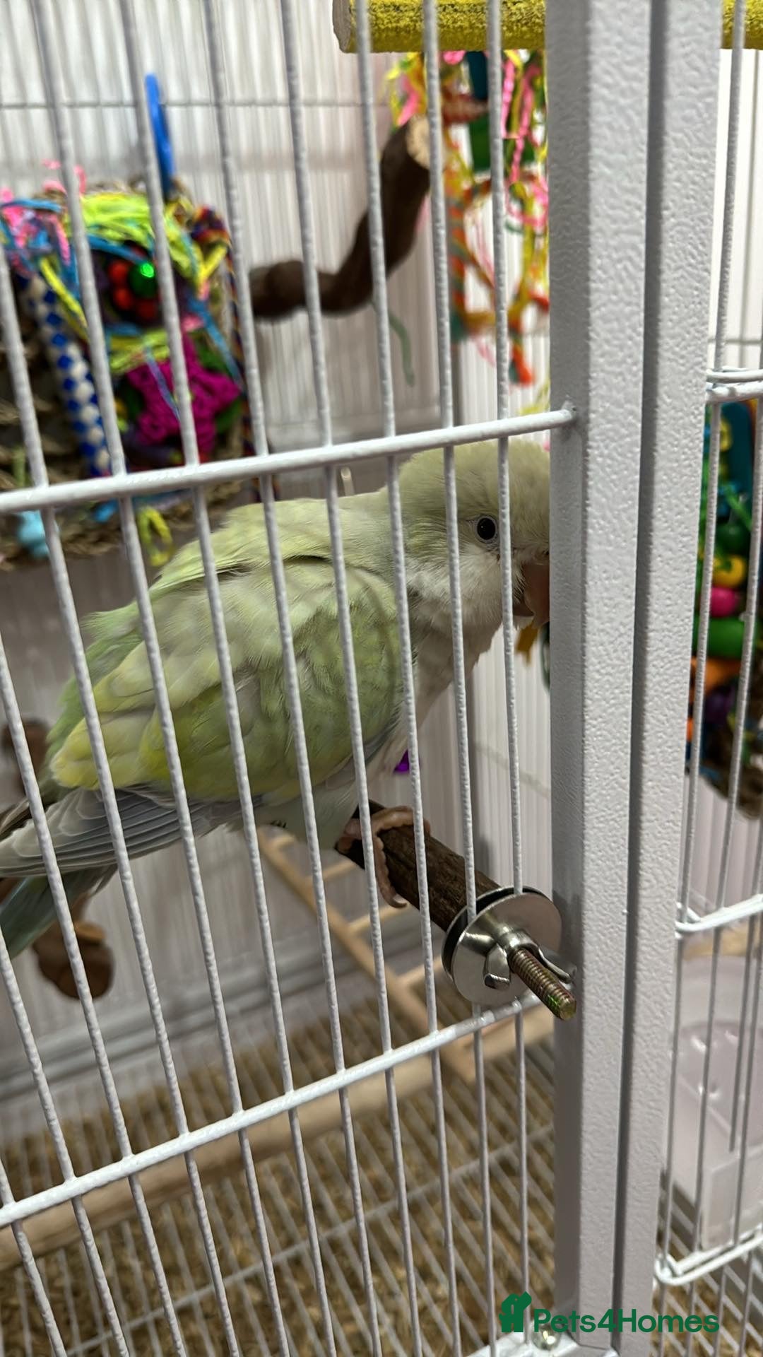 Parrots birds for sale: Hand reared talking and tame Quaker parrot  - Image 3
