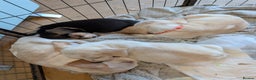 Beagle dogs for sale: 4 Gorgeous Beagles left! Ready to go - Advert 5
