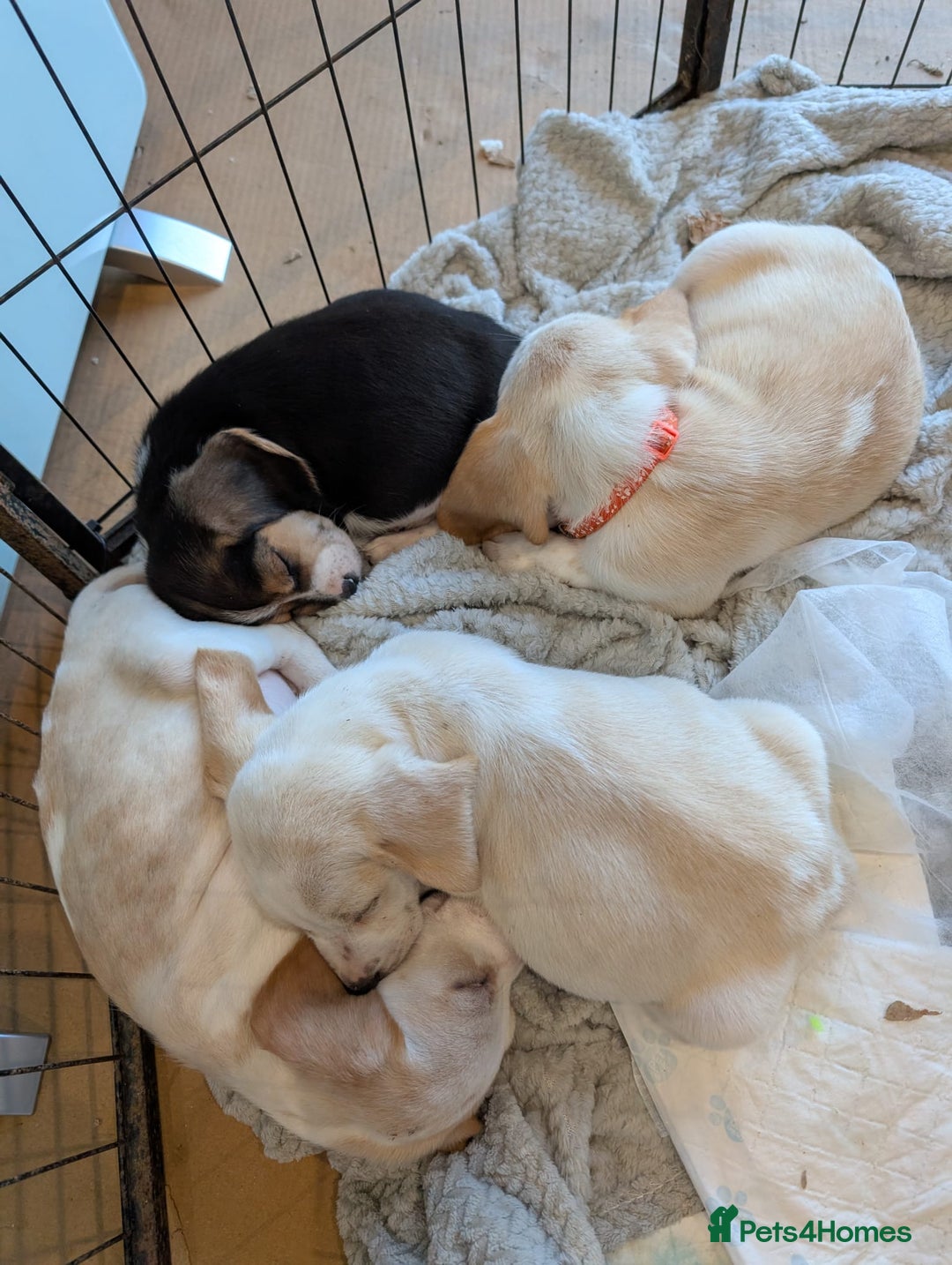 Beagle dogs for sale: 4 Gorgeous Beagles left! Ready to go - Advert 5