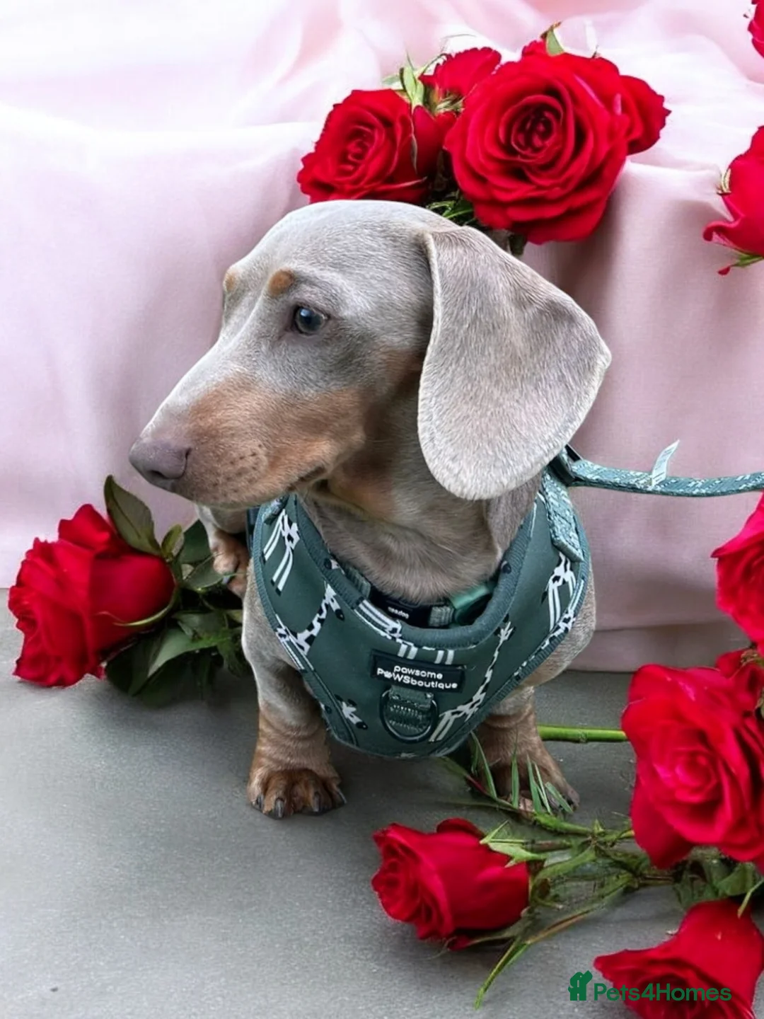 Miniature Dachshund dogs for stud: Isabella & Tan Miniature Dachshund Stud  in Wallingford - Advert 1