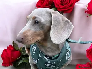 Miniature Dachshund dogs Isabella & Tan Miniature Dachshund Stud in Wallingford - Advert 3