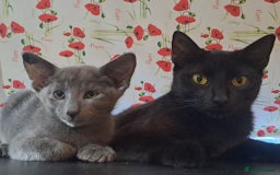 Oriental cats for sale: blue oriental male kitten - Image 3