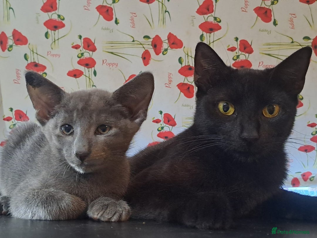 Oriental cats for sale: blue oriental male kitten - Image 3