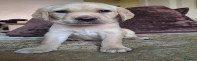 Labrador Retriever Puppy 1