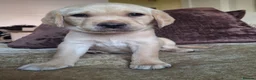 Labrador Retriever dogs for sale: Golden labrador retriever  in Huntingdon - Advert 3