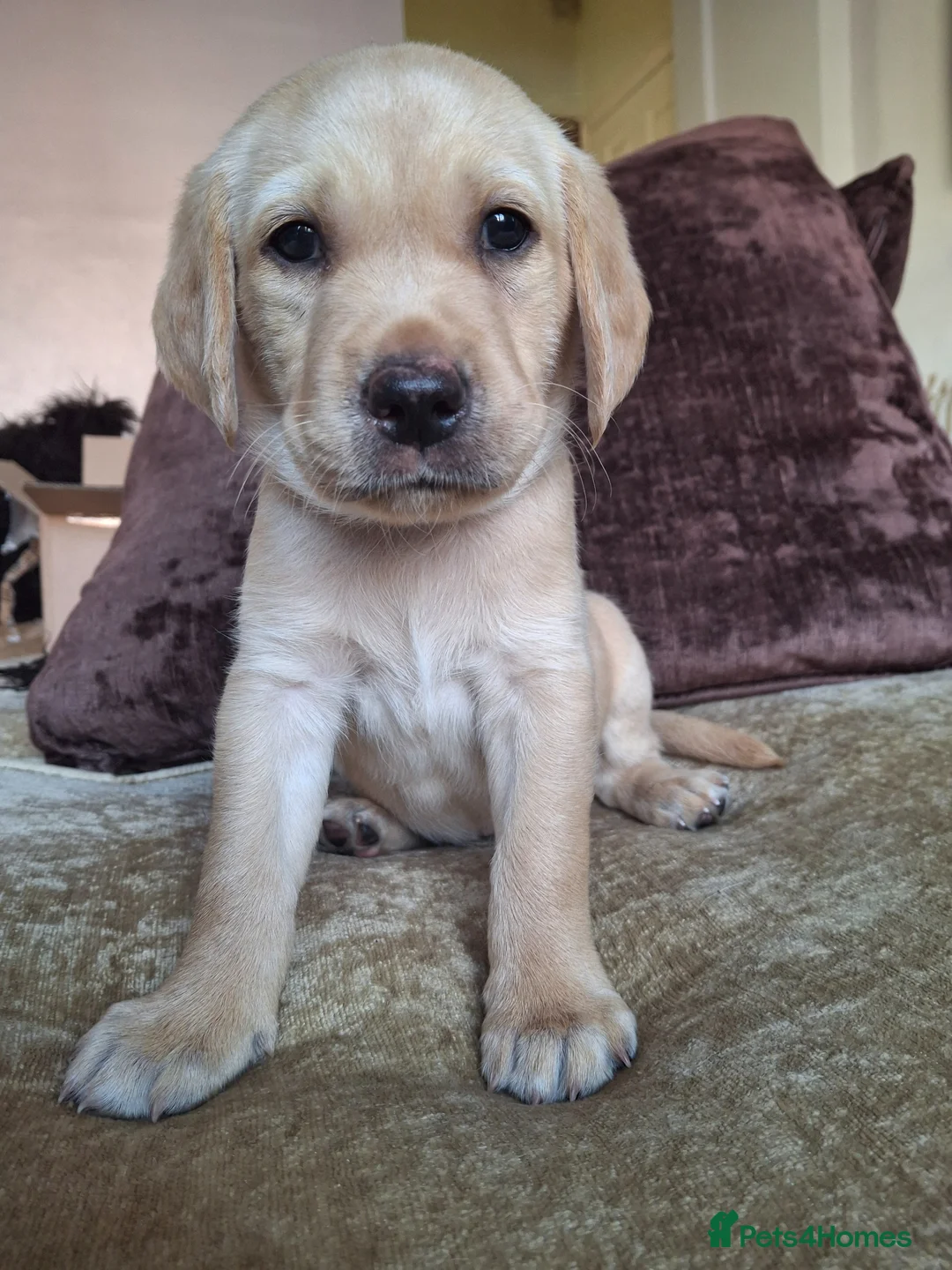 Labrador Retriever dogs for sale: Golden labrador retriever  - Advert 11