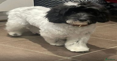 Cockapoo dogs - Advert 7