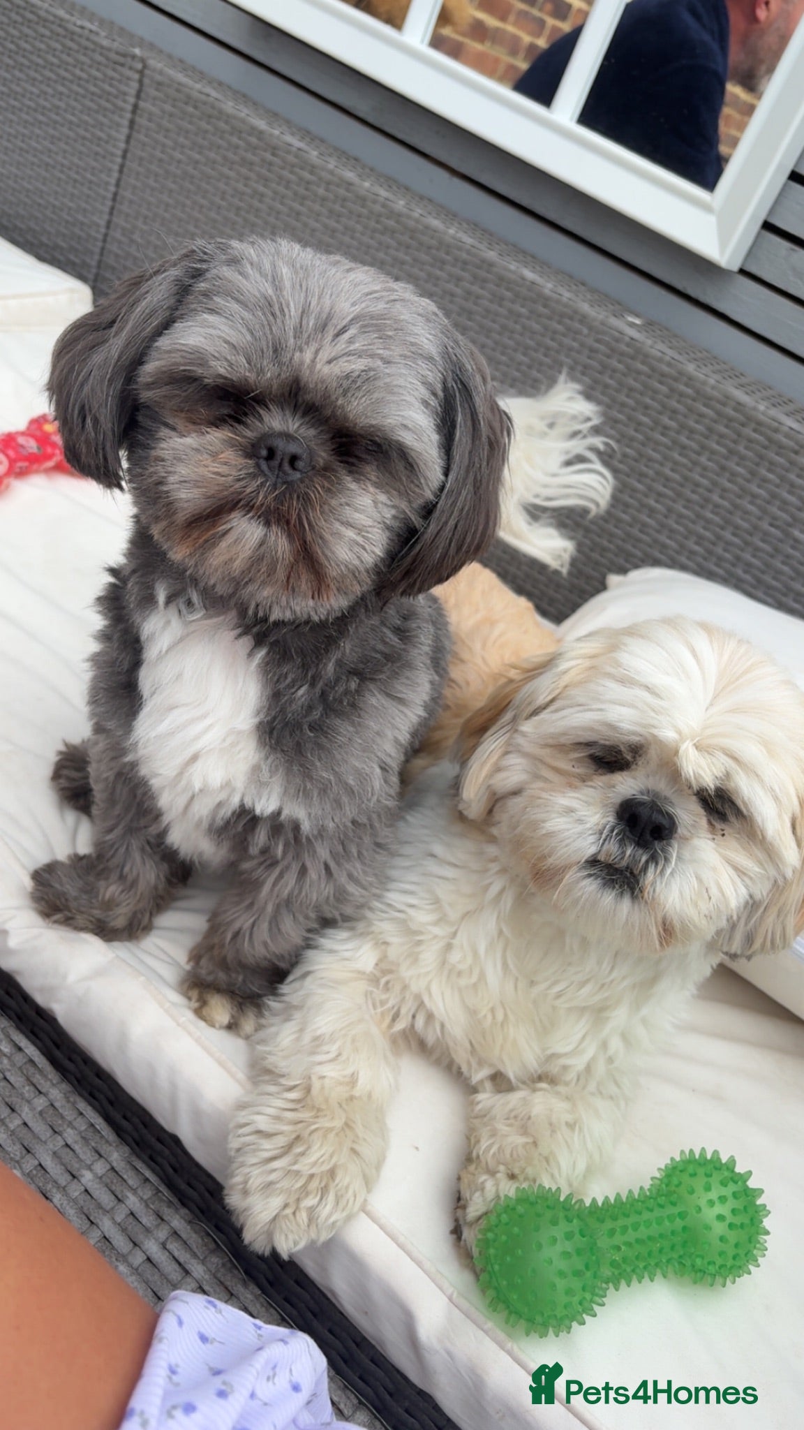 Shih Tzu dogs Beautiful Shihtzu pups 🐶 - Advert 1