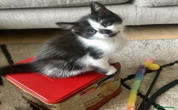 Mixed Breed cats - Advert 6