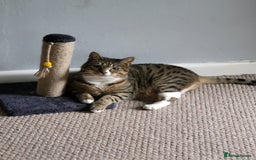 Mixed Breed cats for sale: Ripley - free to a good home - Image 9