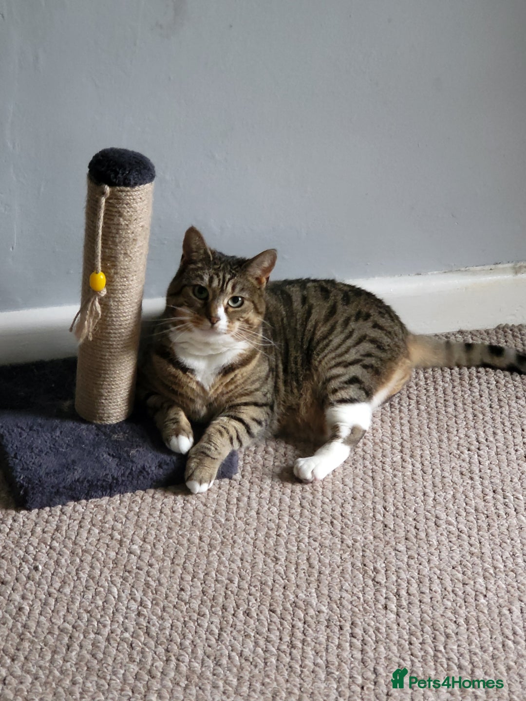 Mixed Breed cats for sale: Ripley - free to a good home - Image 9