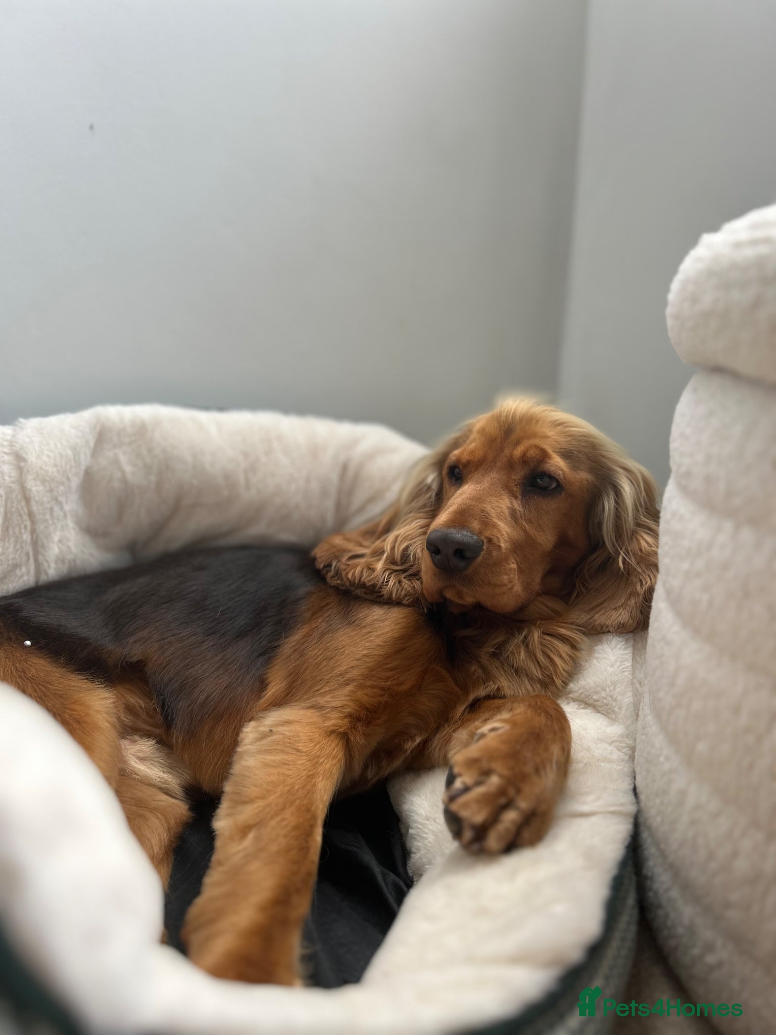 Cocker Spaniel dogs Two year old male cocker spaniel  - Advert 1