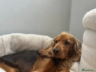 Cocker Spaniel dogs Two year old male cocker spaniel - Advert 1