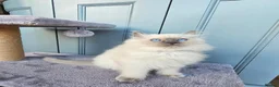Ragdoll cats for sale: Adorable Kittens Looking for Their Forever Homes🐾 in Macclesfield - Advert 10