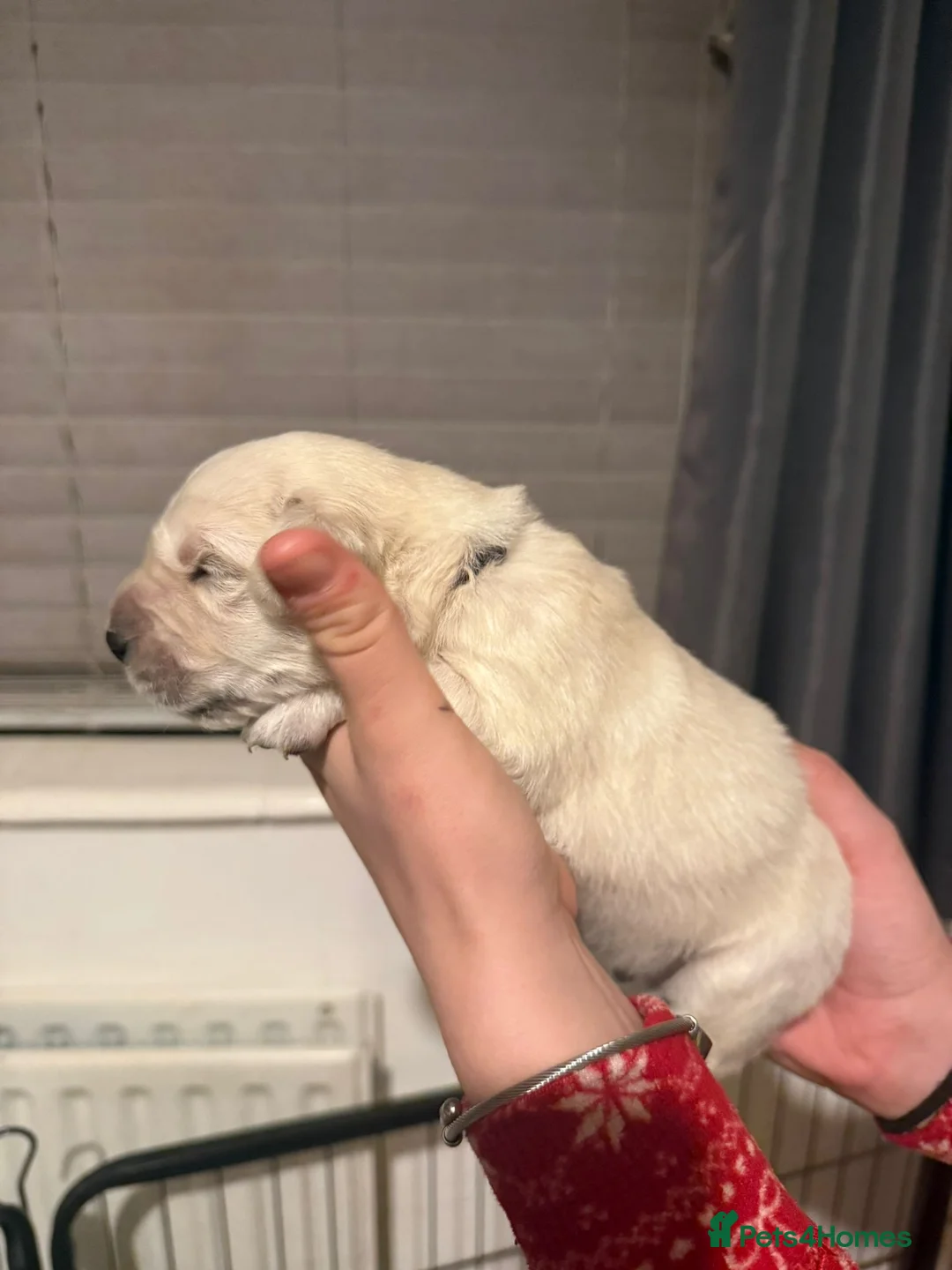 Golden Retriever dogs for sale: Full pedigree golden retriever puppies  - Advert 8