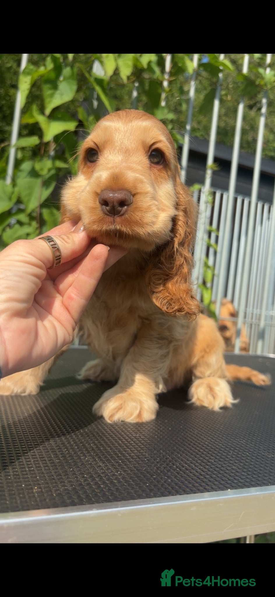 Cocker Spaniel dogs KC Registered Sable Show cocker spaniels  - Advert 2