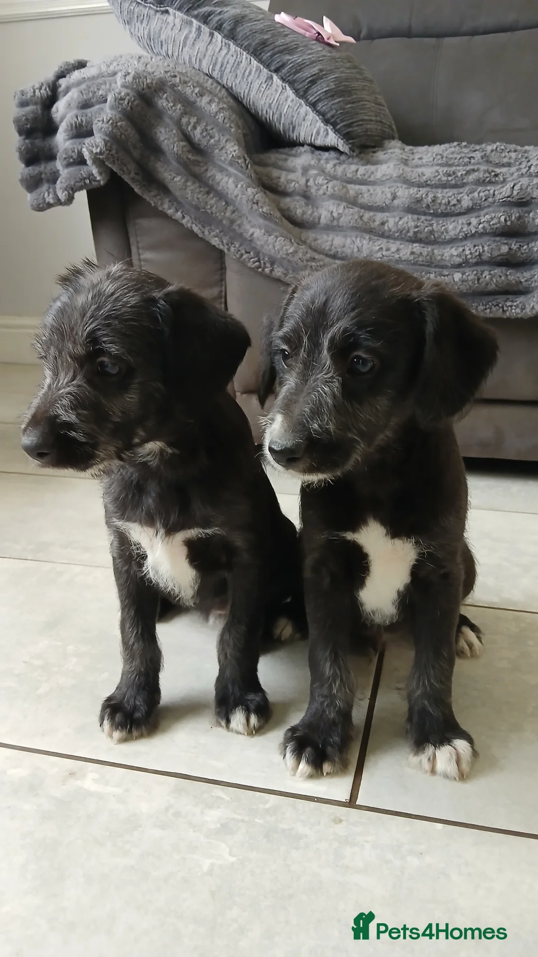 Mixed Breed dogs for sale: Beddy x whippets  - Advert 2