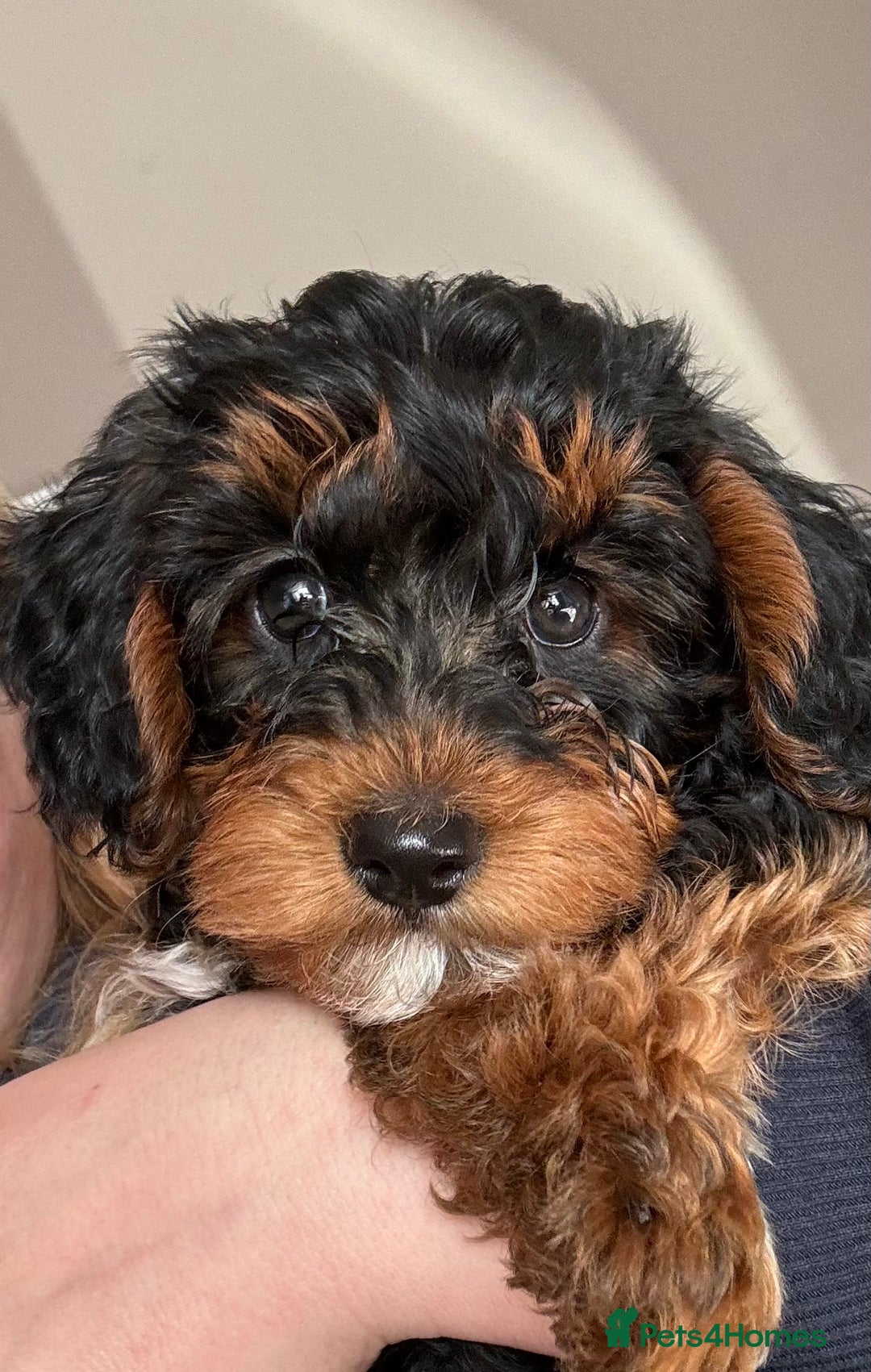 Yorkipoo Maltipoo And Yorkie Mix Maltipoo Yorkie Poo Ears Designer