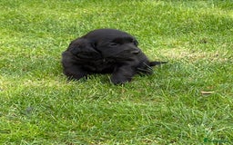 Cockapoo dogs for sale: Beautiful cocker spaniel x cockapoo - Image 5