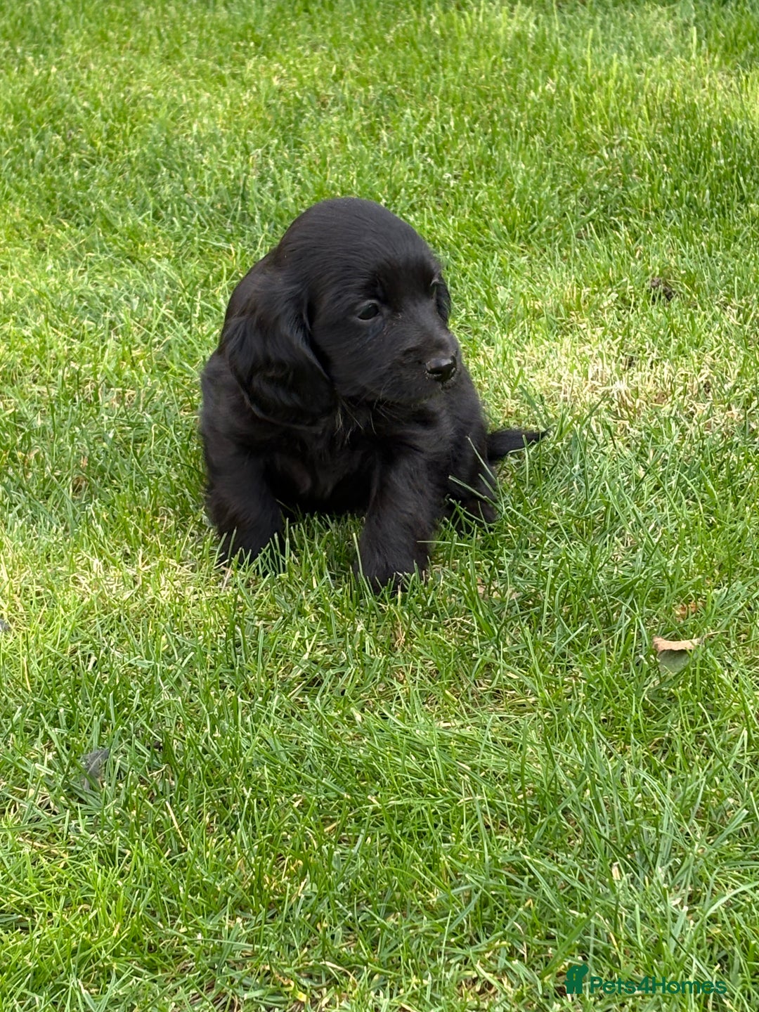 Cockapoo dogs for sale: Beautiful cocker spaniel x cockapoo - Image 5