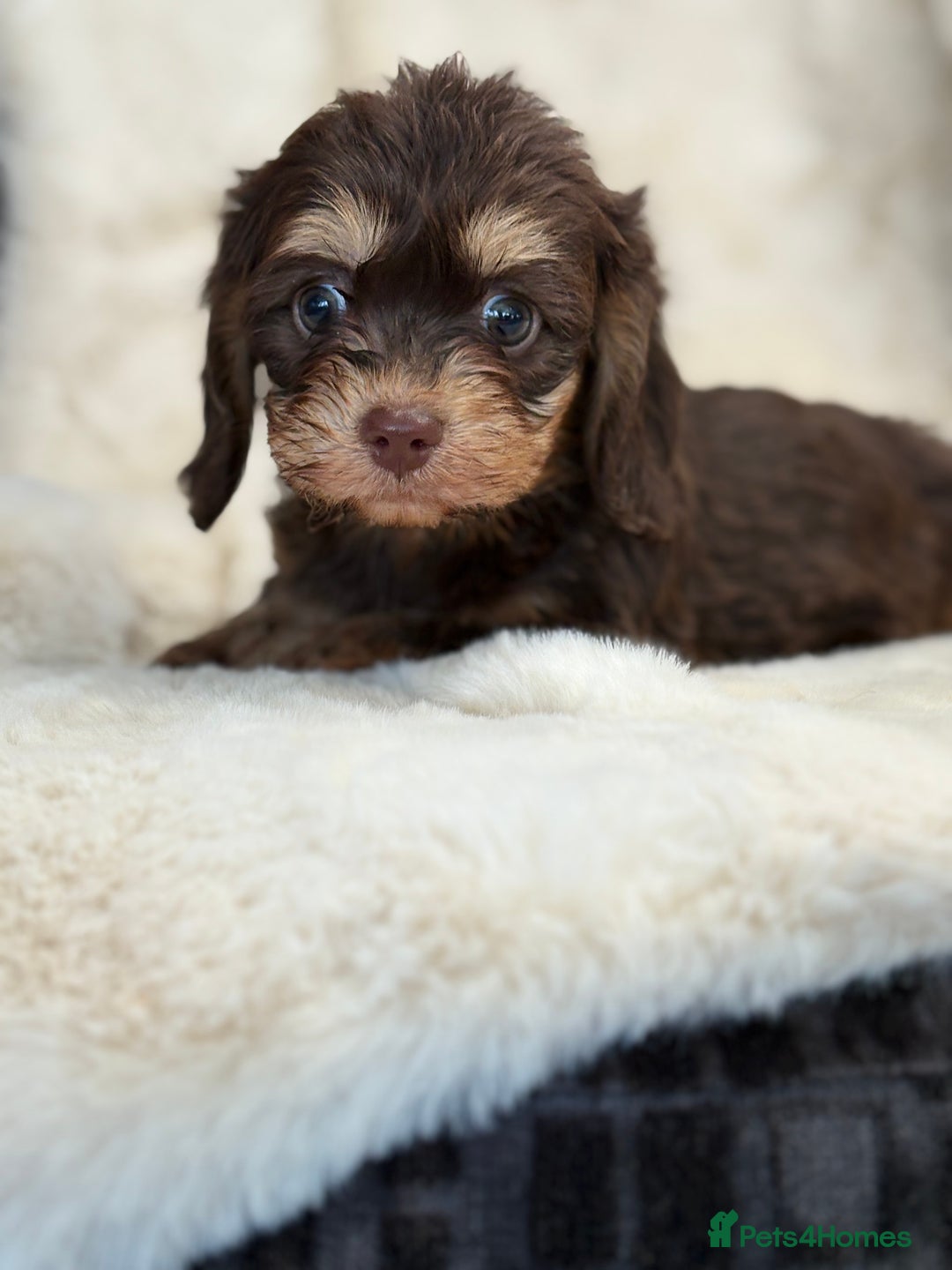 Mixed Breed dogs for sale: Gorgeous Daxi cross puppies  - Advert 15