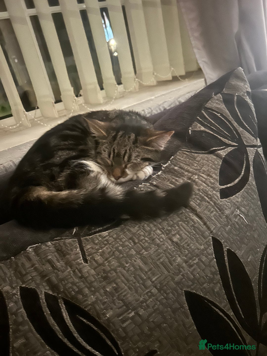 Mixed Breed cats for sale: 2 female cats - Advert 1