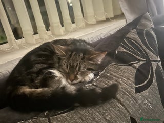 Mixed Breed cats 2 female cats - Advert 1