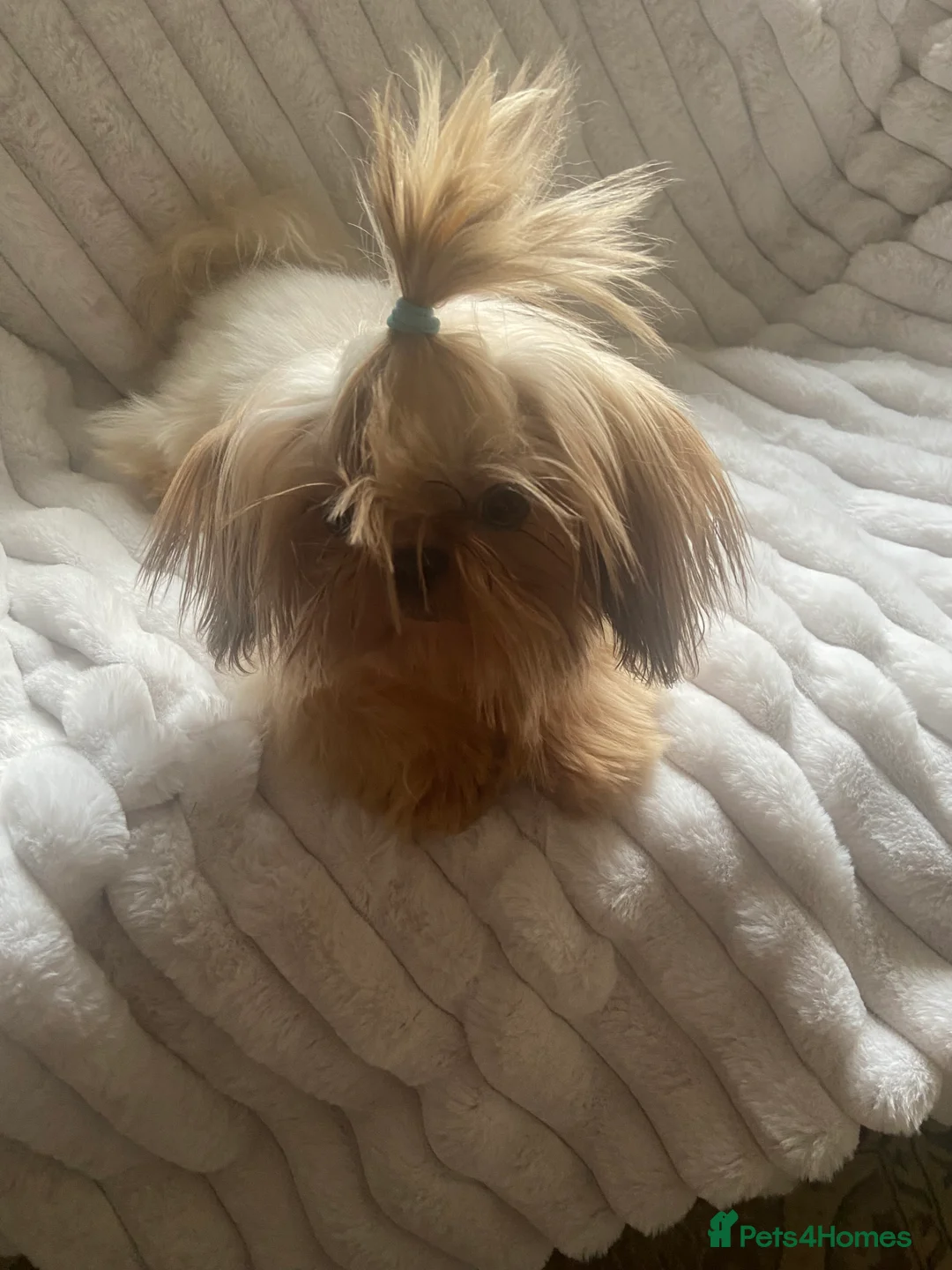 Shih Tzu dogs for sale: Imperial shihtzu boy - Advert 3