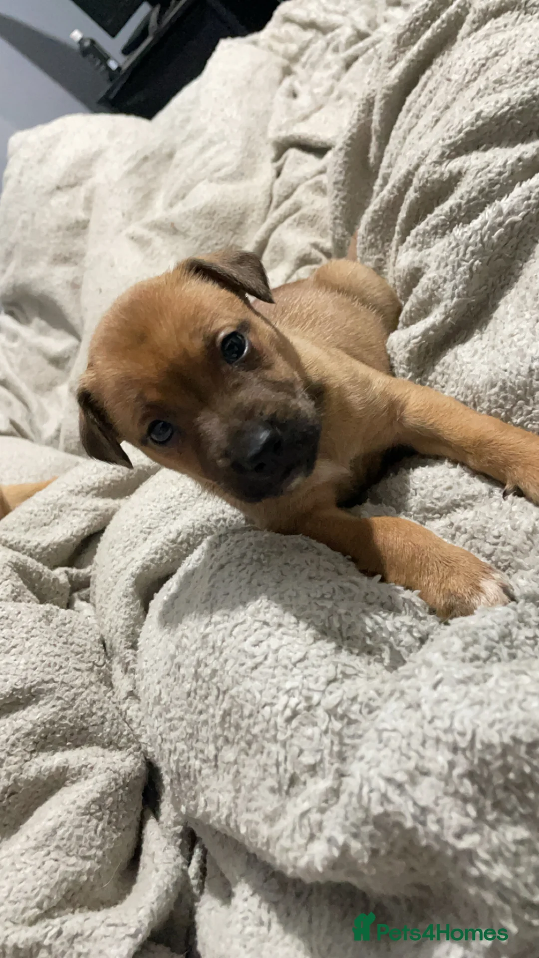 Mixed Breed dogs for sale: Rottweiler x husky puppies for sale - Advert 10