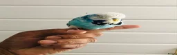 Budgerigars birds for sale: Beautiful semi hand tame exhibition budgies. - Advert 6