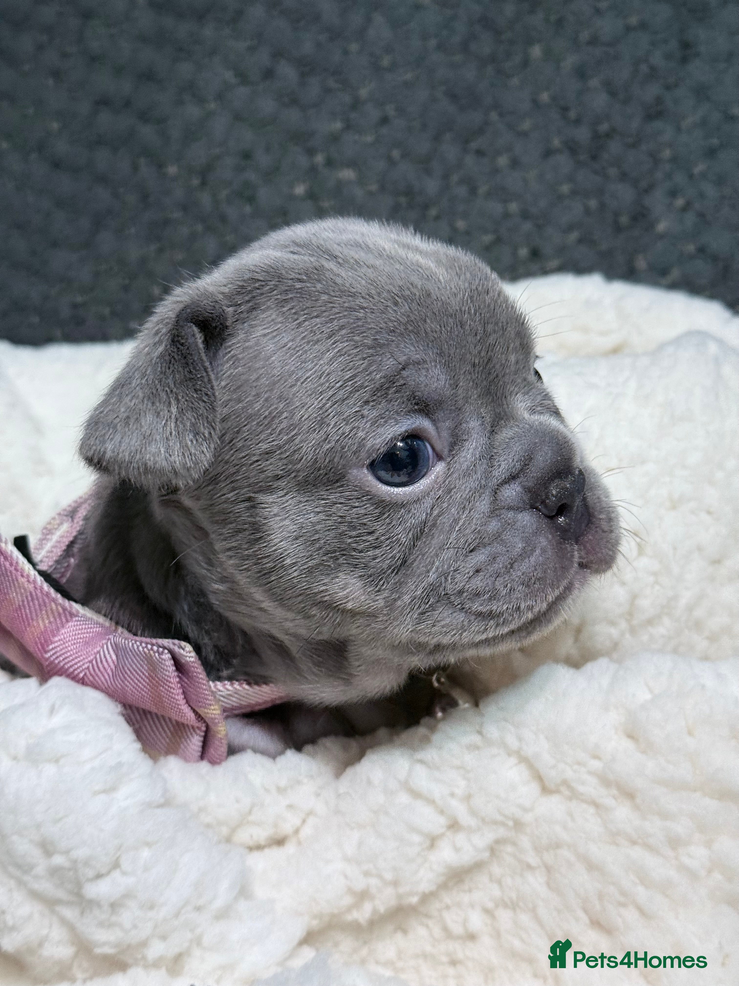 French Bulldog dogs French bulldog puppies for sale! - Advert 6