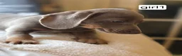 Miniature Dachshund dogs for sale: Niniature  dachshund in Birmingham - Advert 7