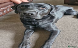 Labrador Retriever dogs for stud: Playful and handsome labrador retriever  - Image 5