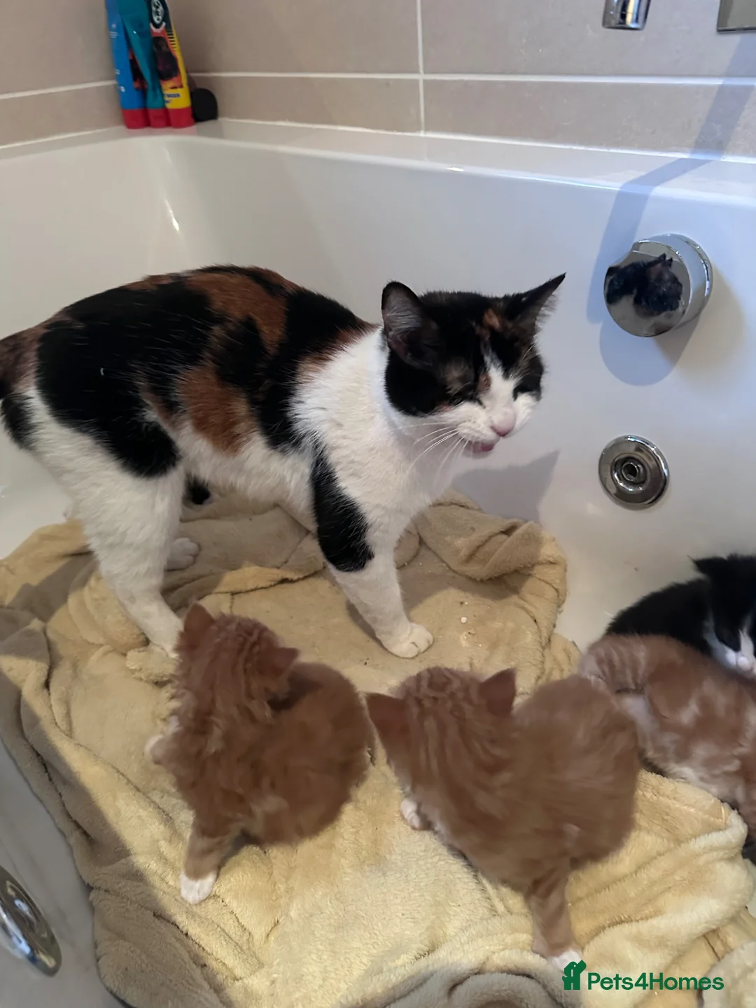 Mixed Breed cats for sale: Calico x ginger kittens - Advert 2