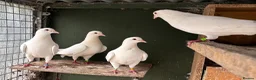 Pigeons birds for sale: French titan "Mirthys" pigeons  - Advert 5